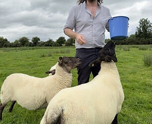 John Connell with sheep
